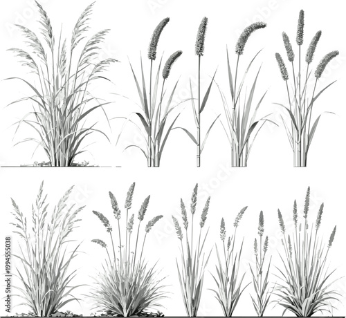 Create a realistic Vector set of ornamental grasses in elevation view for architectural drawings vector art with white background..