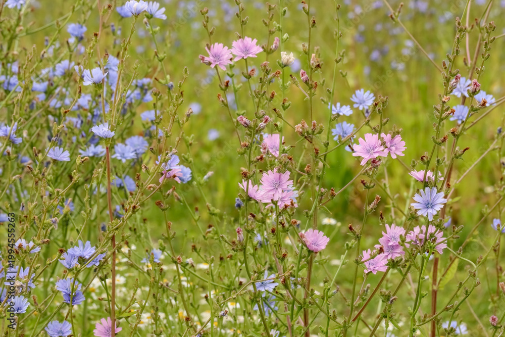 Fototapeta premium Chicory, Cichorium intybus also Blue sailors and Common chicory. The thick roots are also used to make a coffee substitute. The common form is a clear sky blue, but white and pink are also available. 