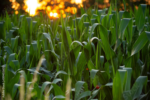 Bild auf Leinwand Close up of green corn leaves in a field at sunset
