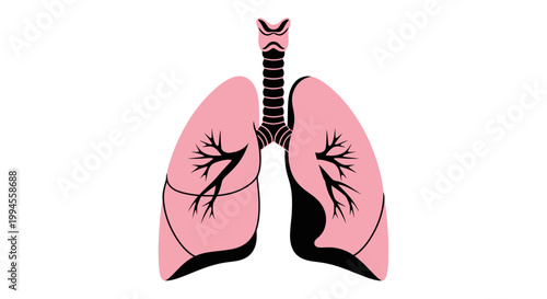 Illustration of human lungs respiratory system graphic for medical and health related contexts