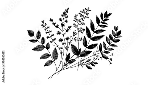 black and white butterfly