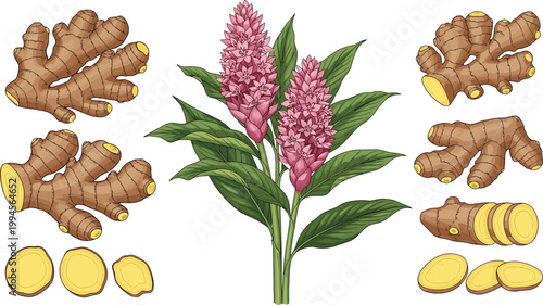 Fresh Ginger Root and Plant Illustration with Sliced Pieces for Natural Health and Culinary Use