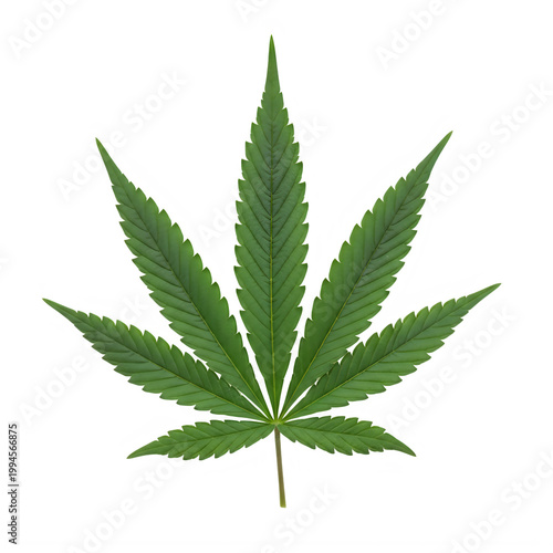 Vibrant and detailed cannabis leaf illustration