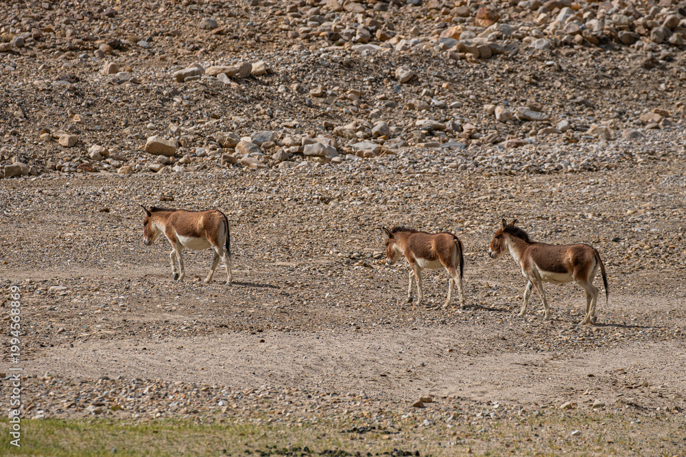 Obraz premium Kiang is a resilience on the Tibetan Plateau. Its social herding behavior help it survive in tough climates, relying on grasses, sedges, and hardy shrubs as both food and water source in dry seasons.