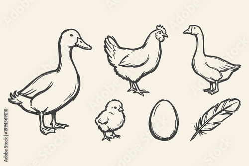 Hand drawn poultry farm elements set with duck, chicken, goose, chick, egg and feather in line style.