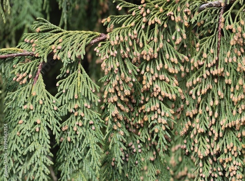 green leaves of Chamaecyparis nootkatensis tree close up