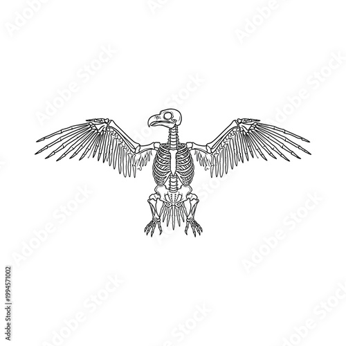 Detailed illustration of a bird skeleton with wings spread wide in a scientific setting.