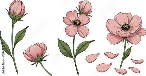 Two clusters of dark red roses with green leaves on white background