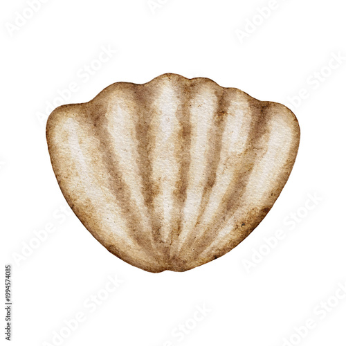 Watercolor painting of single brown scallop seashell with ridges detail, hand painted sea element for nautical design, summer beach illustration isolated on white background.