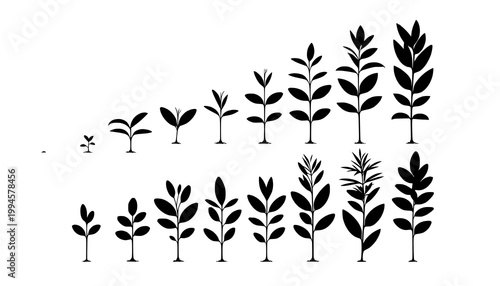 black and white flowers