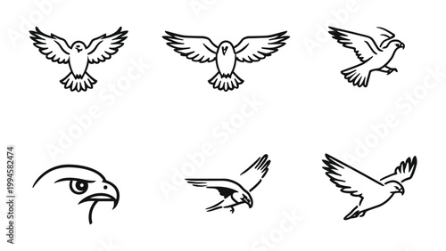 Avian Artistry: A collection of detailed line drawings showcases the majestic form and graceful flight of various birds, embodying the essence of freedom and power.