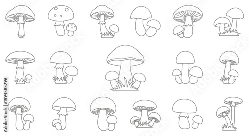Collection of various mushroom illustrations.