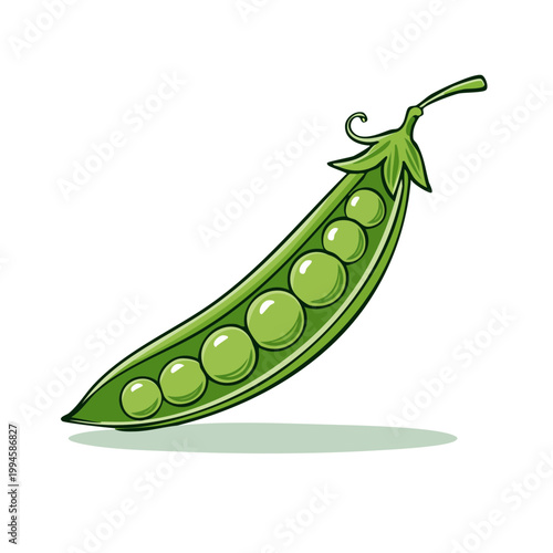 Illustration of a ripe green pea pod with plump peas inside and a curling stem