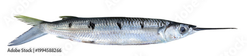 Photos Halfbeak Fish (Hemiramphus far) on Transparent Background