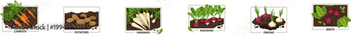 Set of vegetable garden plot vector icons.