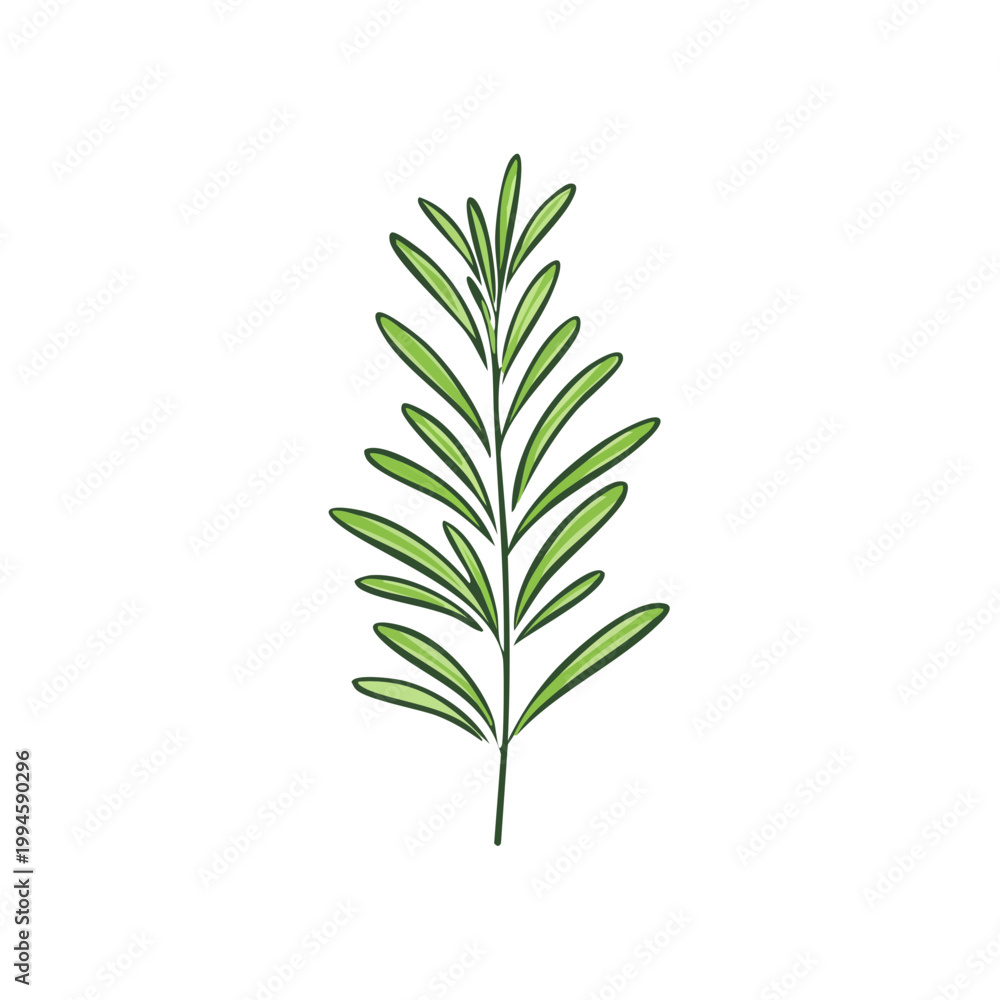 Obraz premium Hand Drawn Green Rosemary Herb Sprig Illustration for Culinary and Wellness