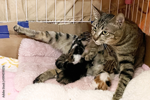 Foto A mother tabby cat nurses her newborn kittens on a fluffy pink blanket inside a cardboard nest, looking alertly at the camera
