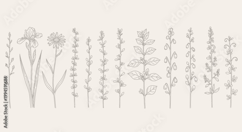 Collection of botanical illustrations featuring various wildflowers and herbs in delicate line art style on a neutral background