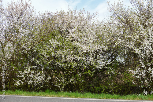 Blooming white spring shrubs line the roadside under a blue sky, forming a dense and natural landscape scene. Focused on the center of the frame.