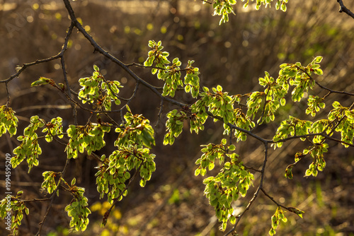 Konstfotografi Fresh green leaves and clusters of elm (Ulmus) glowing in warm sunset light, early spring branch with soft bokeh background, nature awakening, gentle golden hour atmosphere