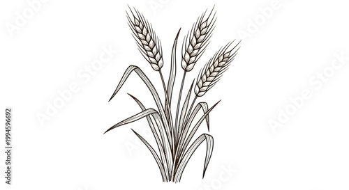 Wheat stalks illustration, hand-drawn line art, harvest concept