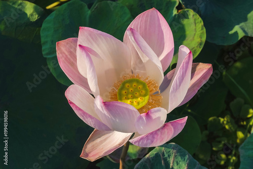 Beautiful pink lotus flower in full bloom surrounded by green lotus leaves under natural sunlight. representing nature, tranquil, and spiritual beauty with copy space on the left.