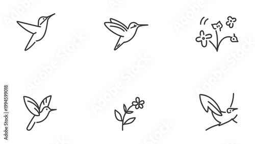 Whimsical hummingbird sketches and delicate flower drawings. 