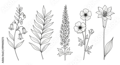 A collection of detailed line art illustrations of various delicate wildflowers and botanical specimens
