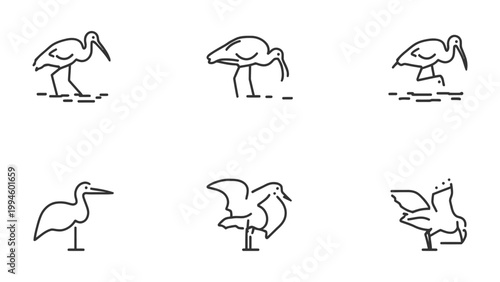 Avian Outlines in Various Poses: A series of clean, minimalist line drawings showcasing various poses of the elegant avian species. The subtle artistry captures the bird's graceful form and movement.