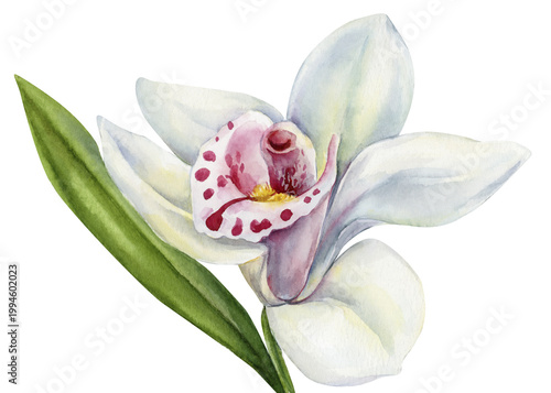 Photos white cymbidium orchid watercolor flower isolated botanical bloom with green lea