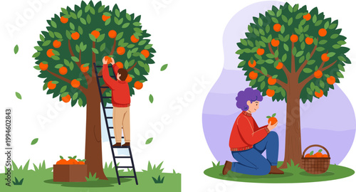 Bilde på lerret Orange Harvest Illustration with Farmers Picking Fresh Citrus Fruits from Trees