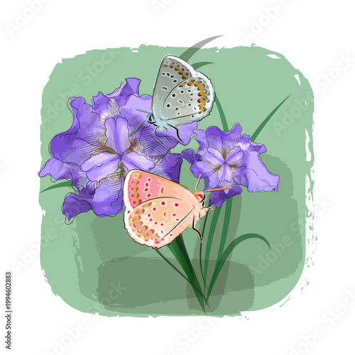 Fotografie Butterflies on irises