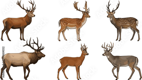 Generate a realistic kinds of deferent deer vector art  with white background.