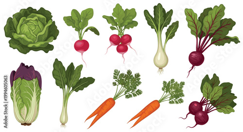 Collection of various fresh root vegetables including cabbage, radishes, carrots, beets, and spring onions on a white background.