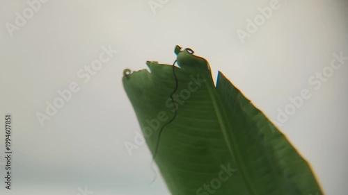 Close up of a torn green banana leaf

