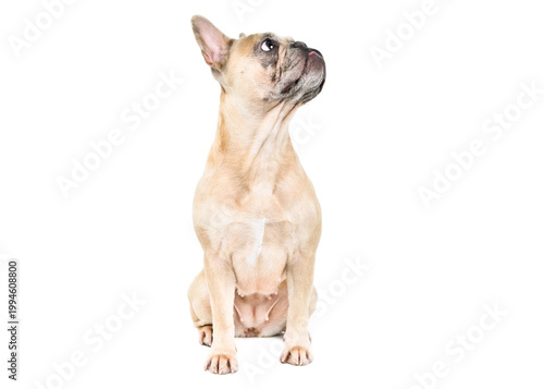 Curious French bulldog dog sitting looking up and to the side isolated on white background