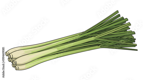 Bunch of fresh green lemongrass stalks used for culinary cooking and herbal fragrance isolated on a white background.