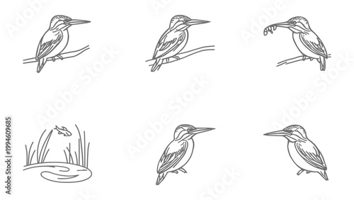 Kingfisher in Action: A series of line art illustrations portrays a kingfisher in various poses, from perched on a branch to diving for its prey in a serene lake.