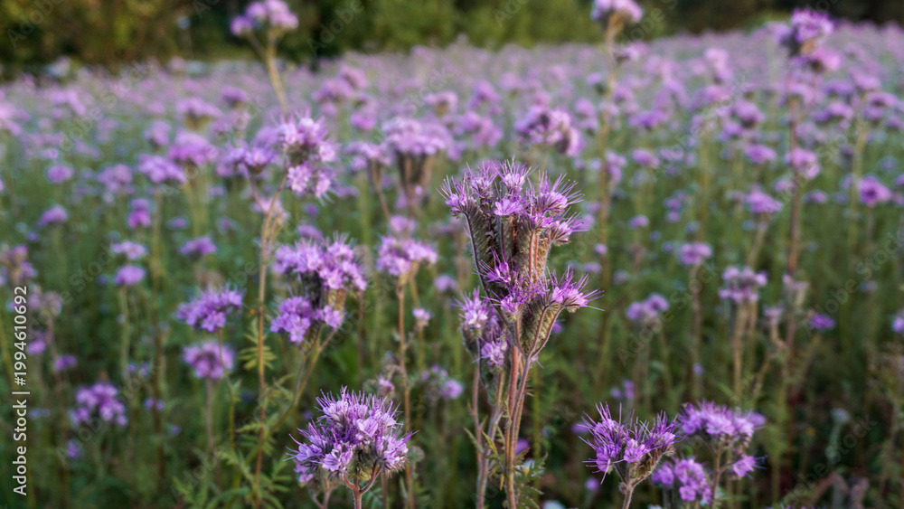 Obraz premium Agricultural field of purple flowers Phacelia tanacetifolia lacy phacelia blooming and attracting pollinators. Natural biodiversity, sustainable gardening and seed mix planting concepts 