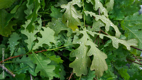 Green leaves of Quercus robur English oak covered with water droplets natural texture background, forest freshness, seasonal growth and botanical pattern for landscaping and nature concepts