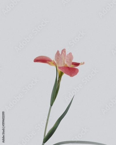 pink lily flower