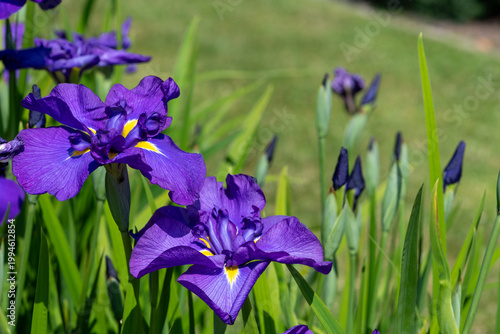 Close up of purple iris flowers in bloom