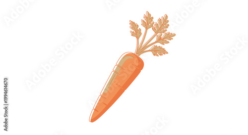 Fresh orange carrot vegetable root.