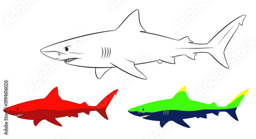 Shark outline and colorful illustrations, ocean predator concept