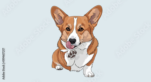 Adorable Pembroke Welsh Corgi Dog Licking Its Paw.