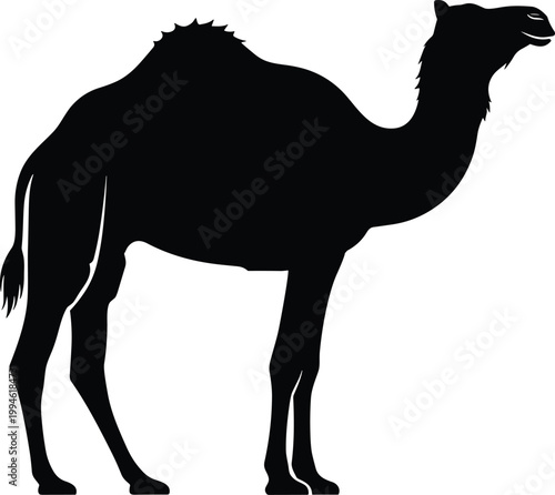 Camel silhouette representing desert animal, wildlife, Arabian culture, safari travel, nomadic life, desert transport and Middle East traditional environment concept illustration