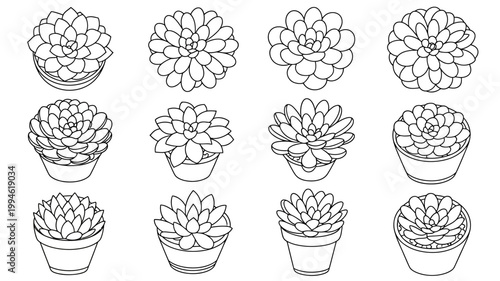 A collection of twelve potted succulent plants is displayed in a grid arrangement all rendered as simple black and white line drawings high quality professional detailed