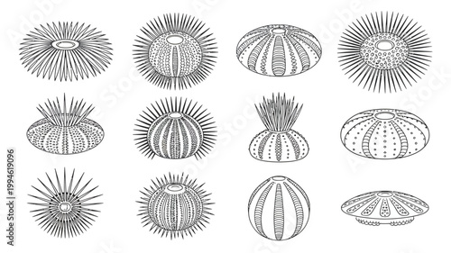 A collection of detailed hand drawn illustrations depicts various sea urchin species showcasing their unique textures and spiny exteriors high quality professional modern elegant stylish clean