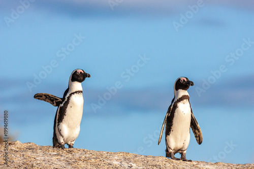 Two African penguins standing on a rock under a blue sky, Boulders Beach, South Africa.
