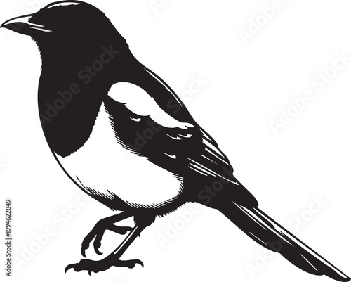 Glossy black and white magpie in flight silhouette against white background bird